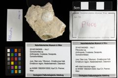 Foto (Objekt + Etiketten) von Pithonoton sp. 